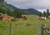 ArzmooshuettePfaffingerJugend (28)