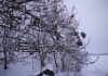PfaffingerMusi_Jahresausklang_2014 (7)